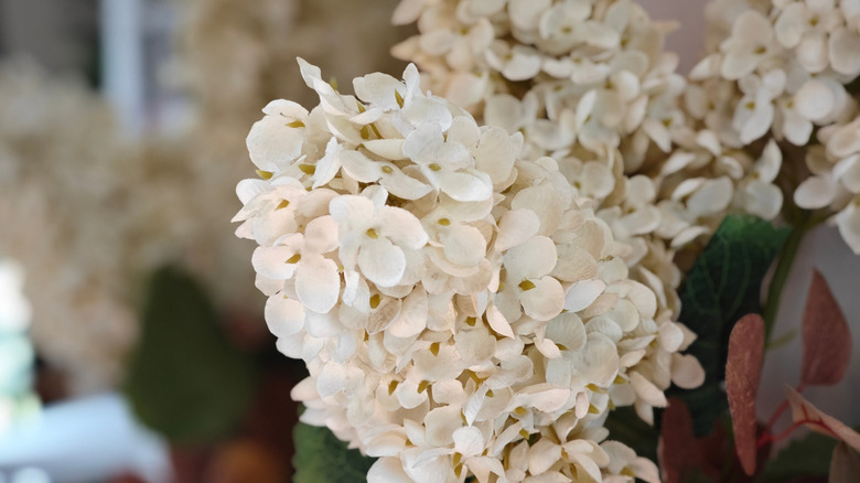 A close up of white, silk hydrangeas clippings in a store.