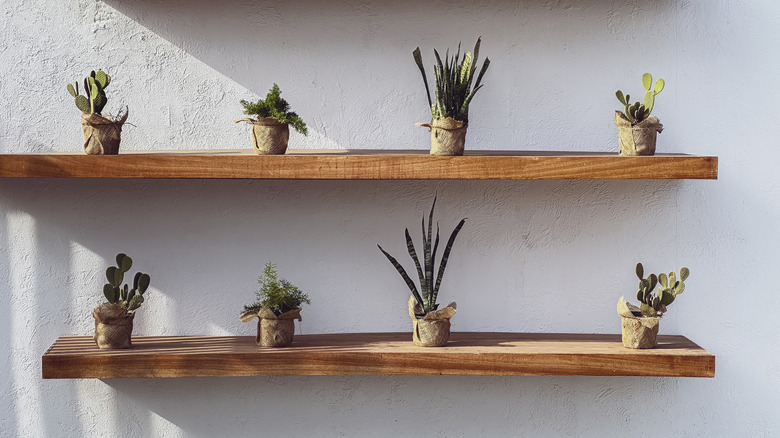 Two floating wooden shelves with succulents on them.