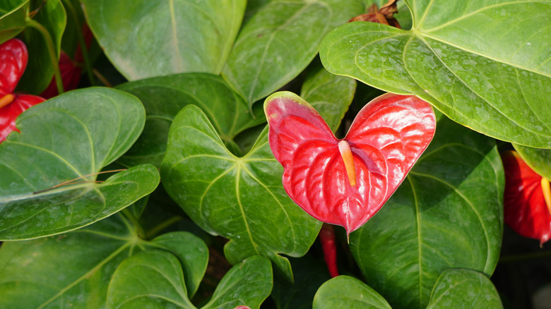The red heart shaped flowers of Anthurium andraeanum are considered lucky in feng shui
