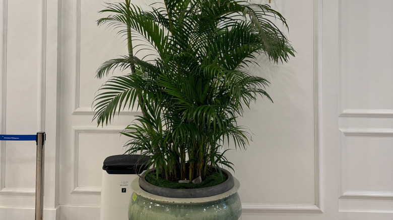 Areca palm against white wall