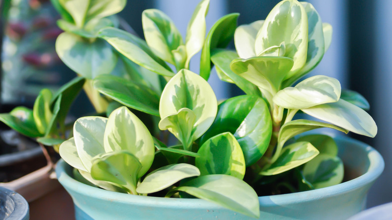 A healthy baby rubberplant is a harbinger of good luck and fortune in feng shui design