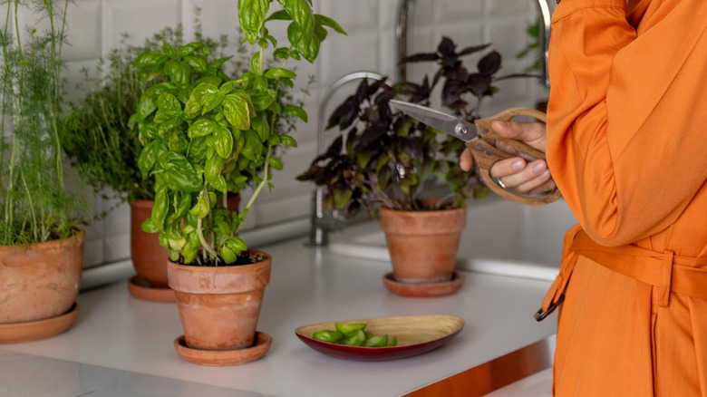Garden basil is a lucky plant according to feng shui theory