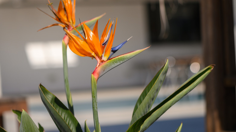 A closeup of striking Strelitzia reginae flowers