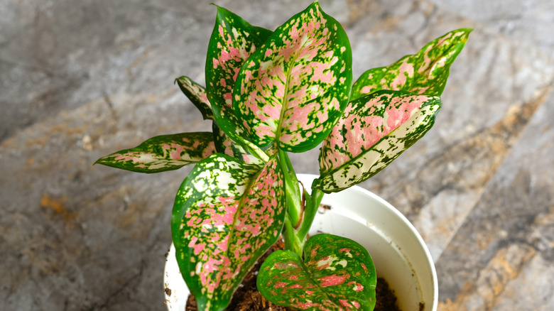 A tricolor Aglaonema grows prettily in a plastic pot