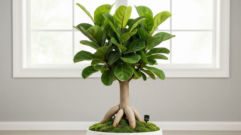A healthy ginseng ficus tree makes a lucky feng shui houseplant