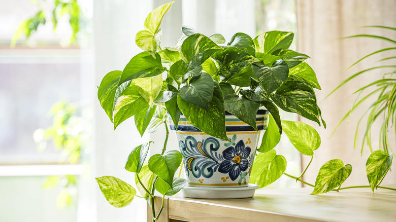 The lush green foliage of Golden Pothos (Epipremnum aureumT