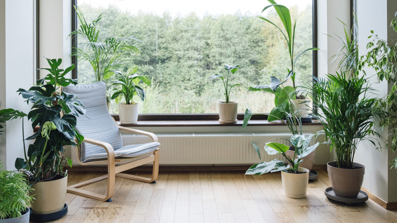 A home with many houseplants next to a window
