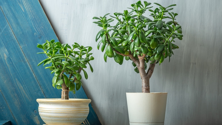 The succulent Jade Plant (Crassula ovata) is a lucky feng shui plant