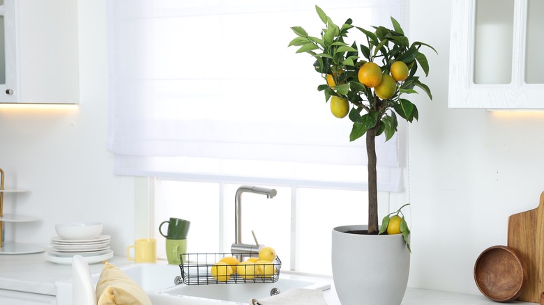 A potted lemon tree on a kitchen counter