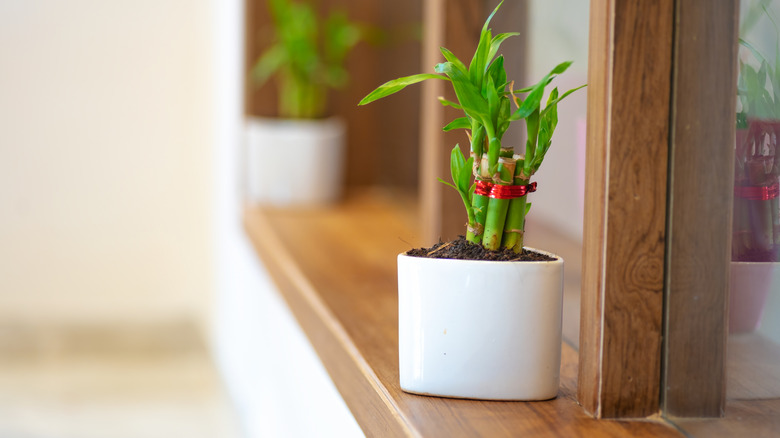 Lucky bamboo grows on a pot on the counter