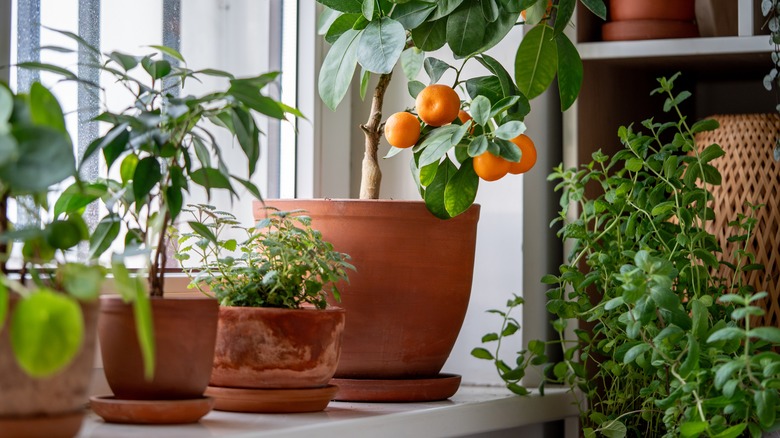 orange tangerines grown indoors bring positive feng shui benefits