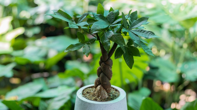 Braided trunks on the lucky money tree