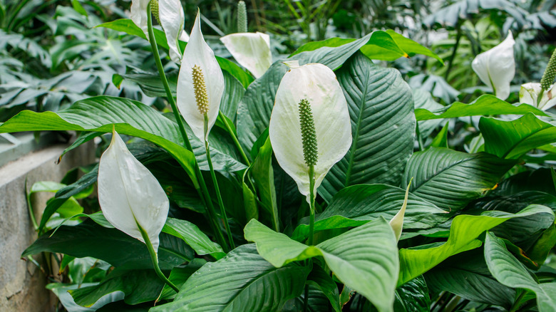 The lovely peace lily in full bloom is a lucky plant