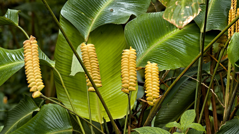 The large plants and unique flowers of Peacock Plants (Calathea crotalifera)