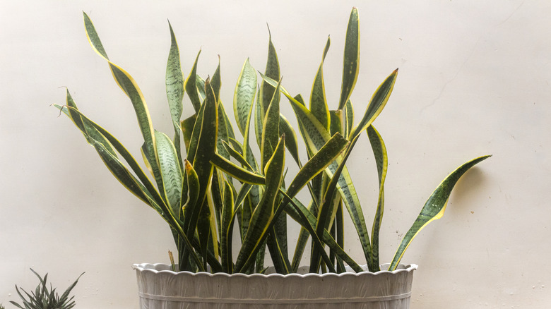 The sharp leaves of a snake plant can be lucky according to feng shui