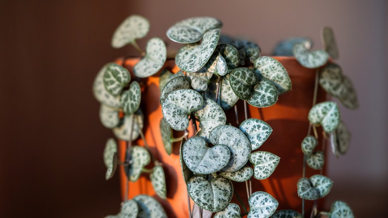 Ceropegia woodii houseplant has round, coin-shaped leaves that attract money, according to feng shui