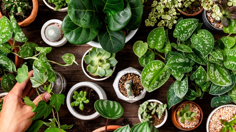 Houseplants for plant lovers