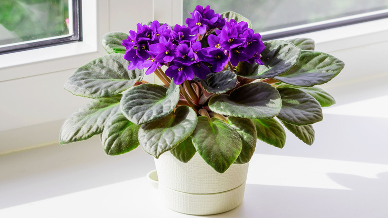 African violet plant with purple flowers sitting in a bright windowsill