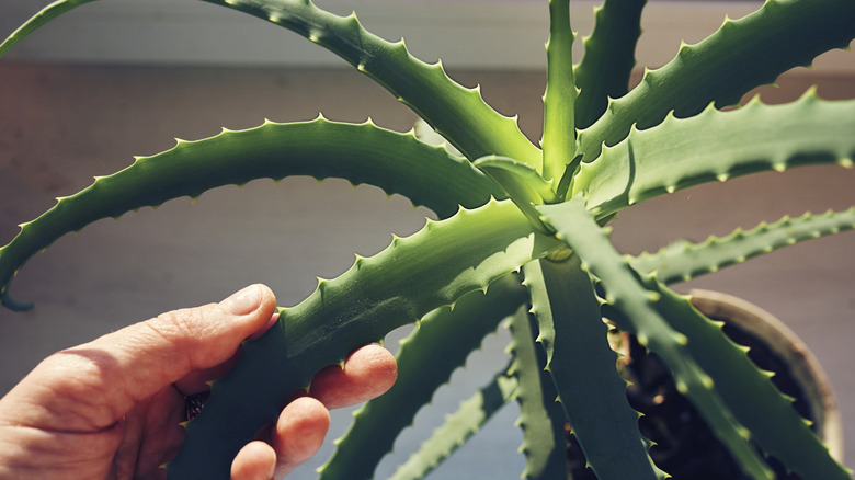 Home grown aloe vera houseplant in windowsill