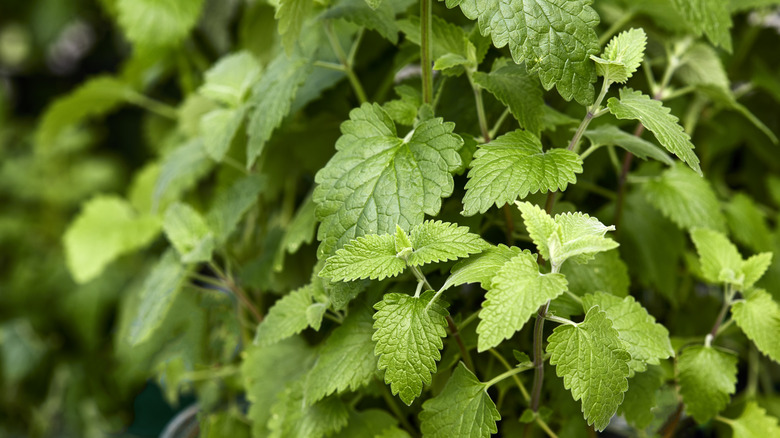 Catnip green plant growing in bright sunlight