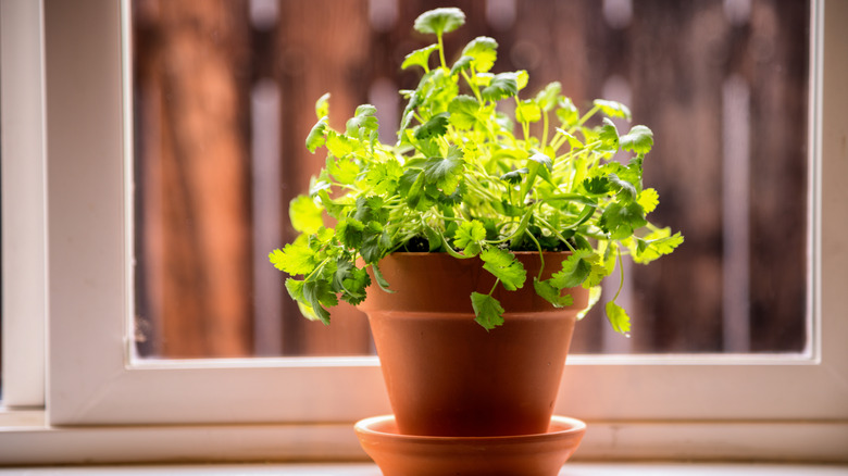 Fresh green cilantro plant growing in an indoor window