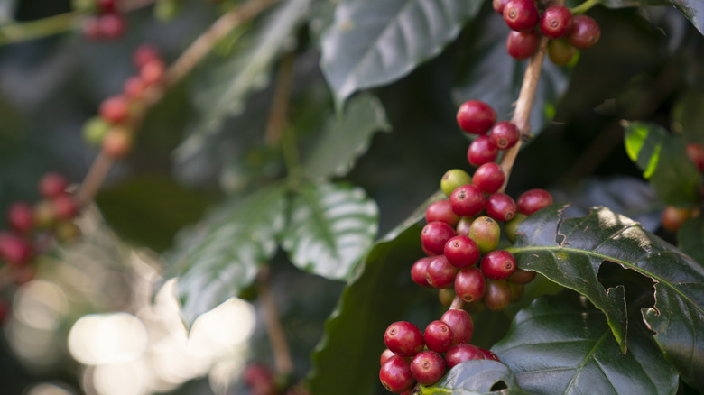 Green coffee plant with red coffee beans
