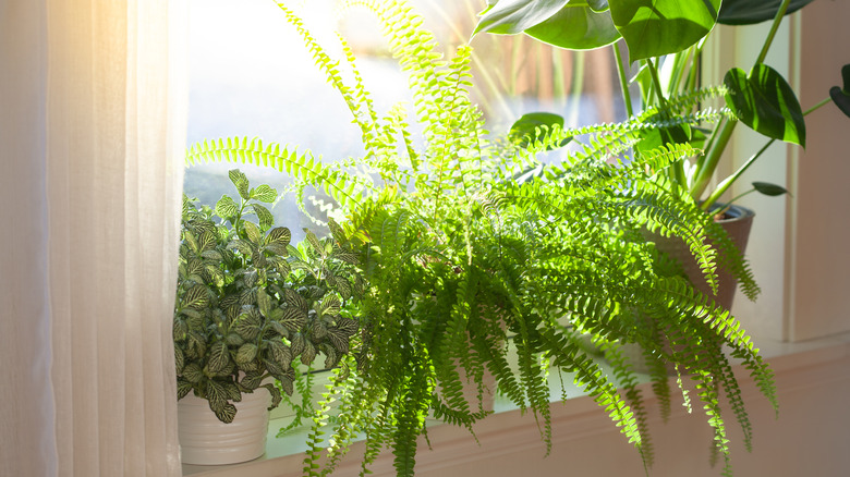 A fern houseplant sitting in a sunny window