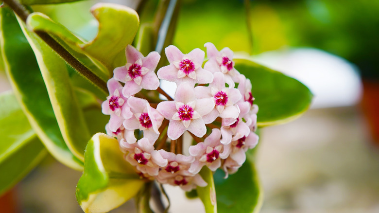 An up-close shot of pink hoya flowers