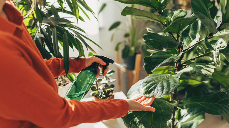 Watering houseplants in sunny kitchen