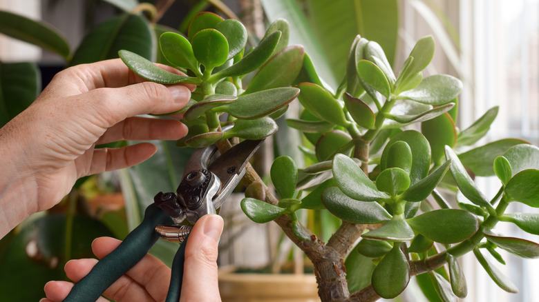 Woman trimming a jade plant in a kitchen window