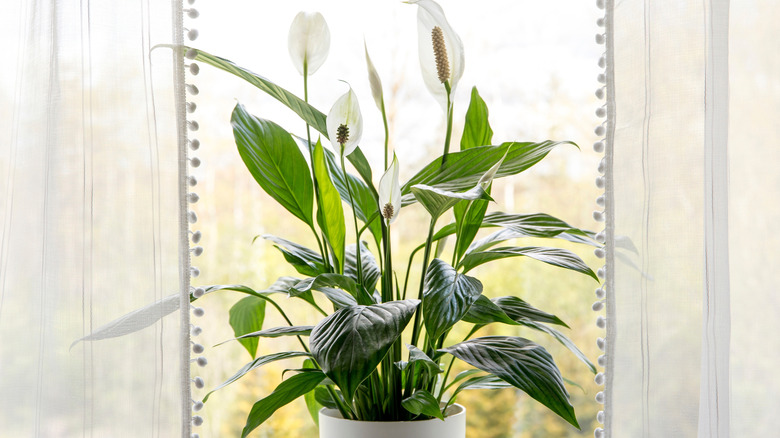 Peace lily with white flowers growing in a kitchen window