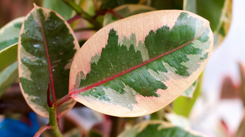 Rubber tree houseplant closeup of leaves in a window
