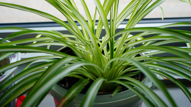 A green spider plant grows in window sunlight