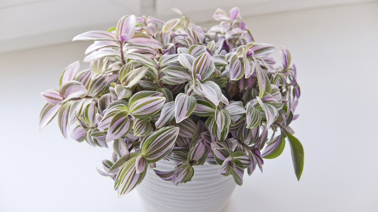 Tradescantia houseplant in bright light