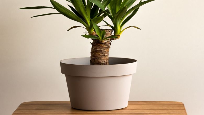 Close up of a yucca cane houseplant with leaves