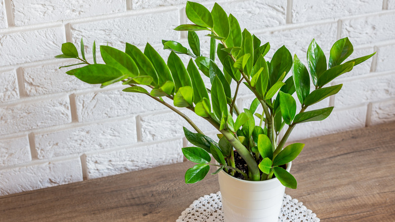 ZZ plant in a well lit bright room indoors