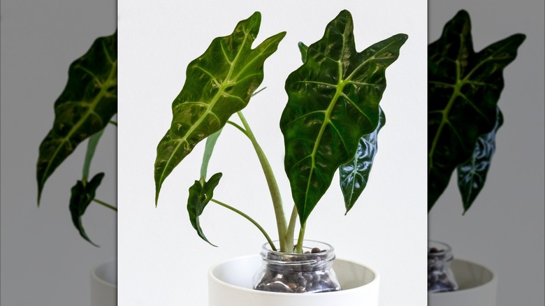 African mask plant