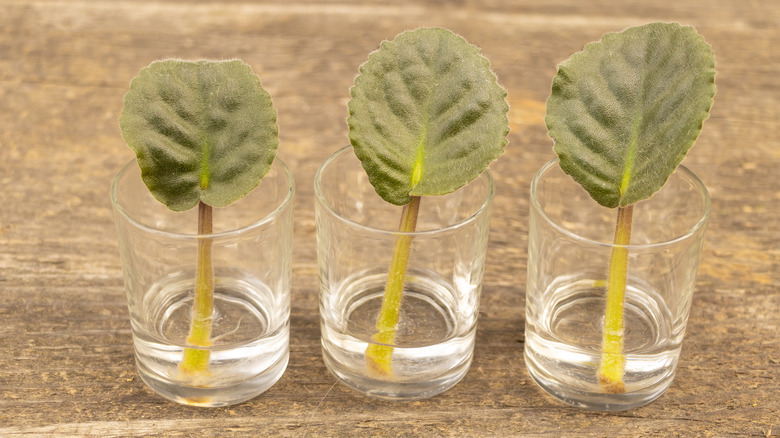 African violet leaves in water