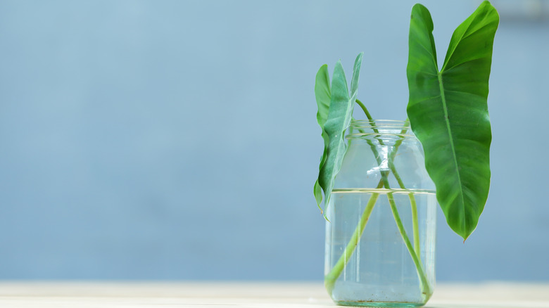 Arrowhead vine in water