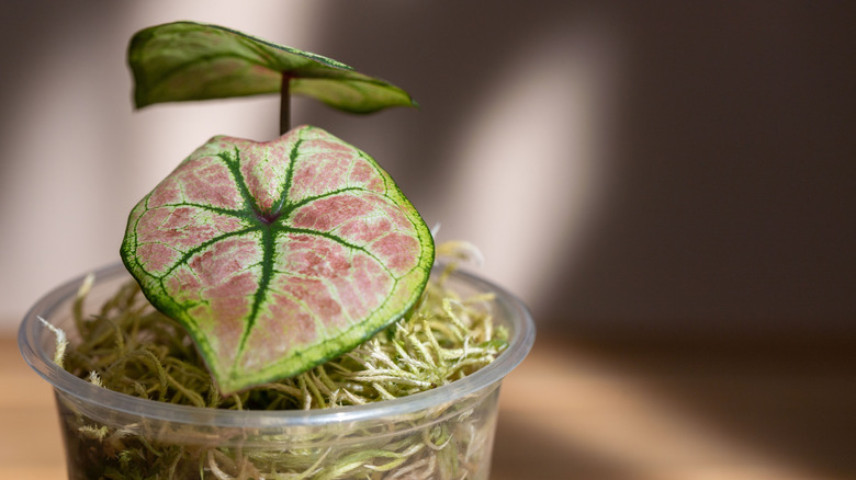 Caladium in cup with green moss