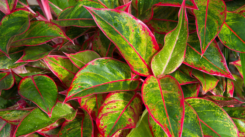 close up of Chinese evergreens