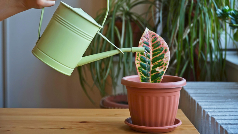 Croton plant being watered on a table