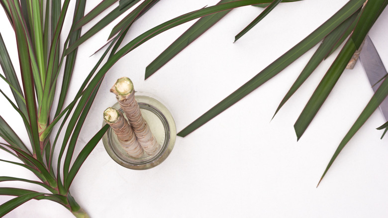 Dracaena marginata roots in jar of water