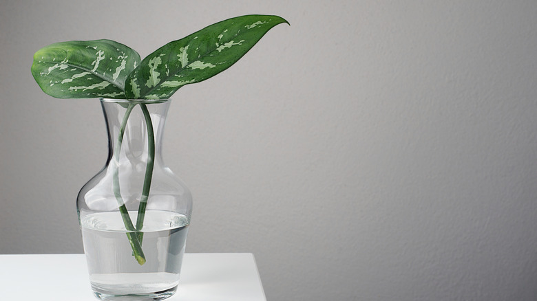dumb cane water propagation
