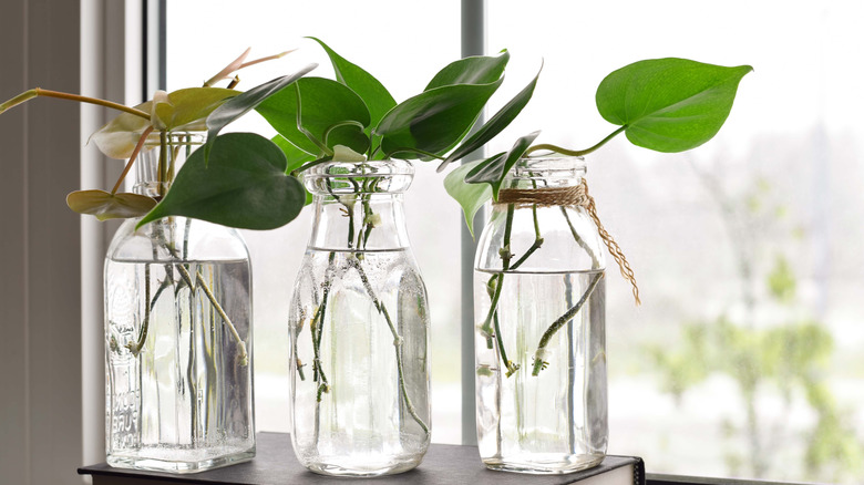 philodendrons in glass containers with water