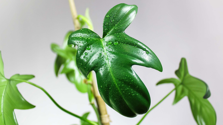 close up of Horsehead philodendron