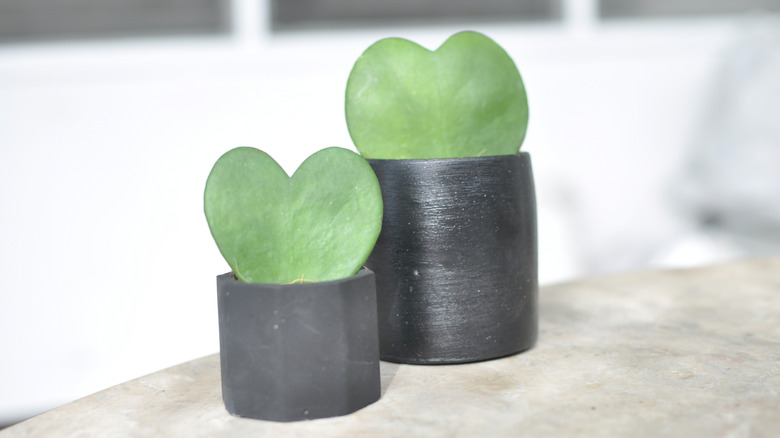 Hoya heart leaves