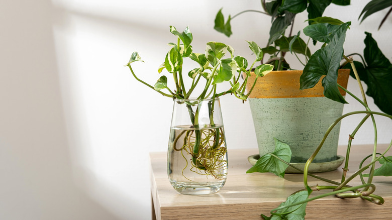 A houseplant being propagated in a glass of water