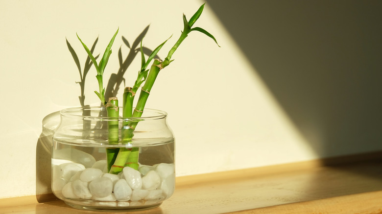 three stems of lucky bamboo in water
