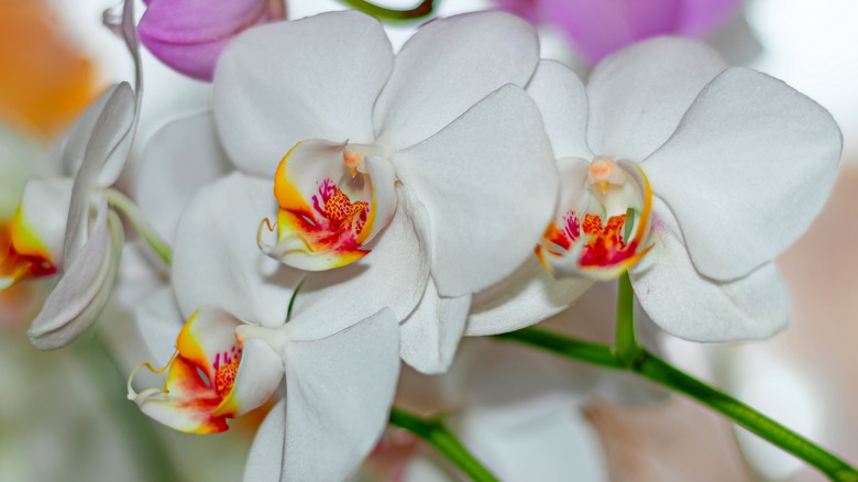 close up of moth orchids